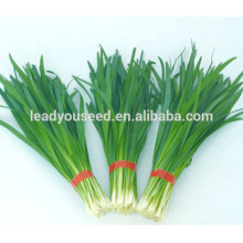 MLE01 Бенди раннее созревание гибридные семена порей, китайский зеленый лук семена
